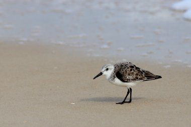 Sahilde yürüyüş sanderling