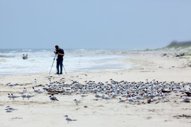 Royal Tern colony on beach with photographer and surf in the bac clipart