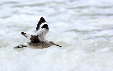 Bir Willet sörf yakın uçan