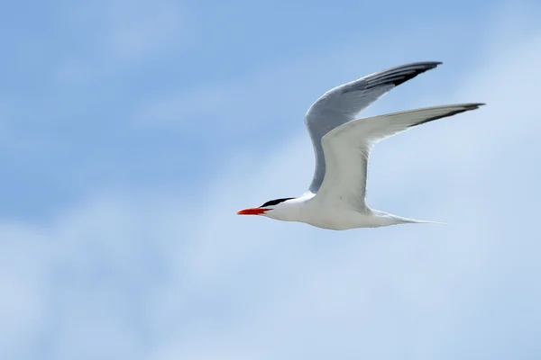 Royal tern flying with a blue sky — Stock Photo, Image