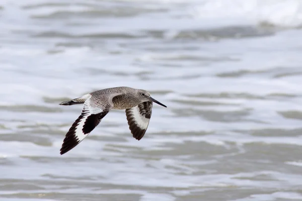 One Willet flying close to surf — Stock Photo, Image