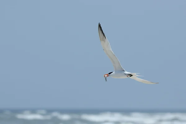 Royal tern flying with a fish against a blue sky — Stock Photo, Image