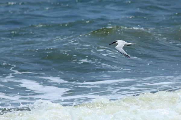 Rybitwa królewska latające nad surf — Zdjęcie stockowe