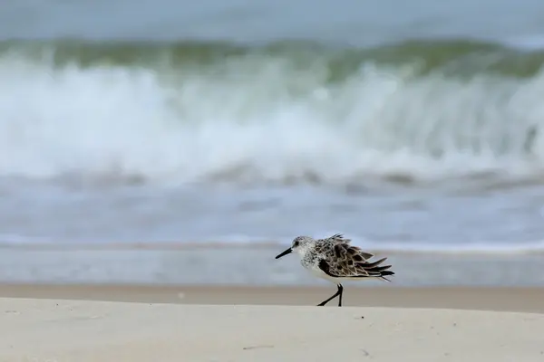 Samotny Sanderling, chodzenie na brzegu morza — Zdjęcie stockowe