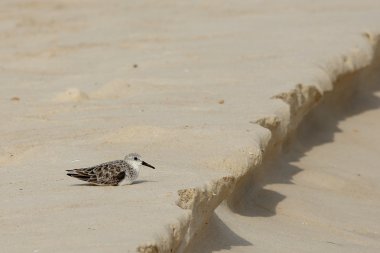 Plaj kum üzerine oturan sanderling