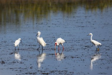 Ak balıkçıl ve tuzlu su bir bataklık yansımaları ile Ibis besleme 