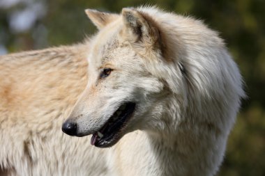 Sarışın kurt closeup baş ve omuzlar
