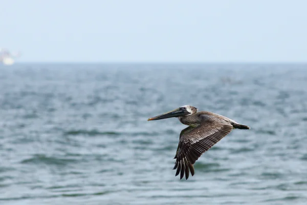 Pelikan, latające nisko nad ocean — Zdjęcie stockowe