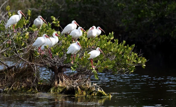 Group of American White Ibis roosting in a bush — Stock Photo, Image