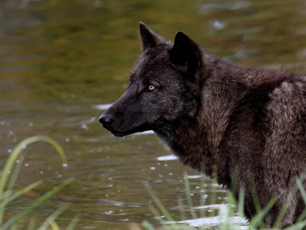 Lupo nero davanti a uno stagno — Foto Stock