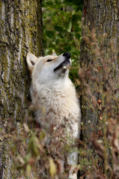 Blond wolf tussen bomen opzoeken — Stockfoto