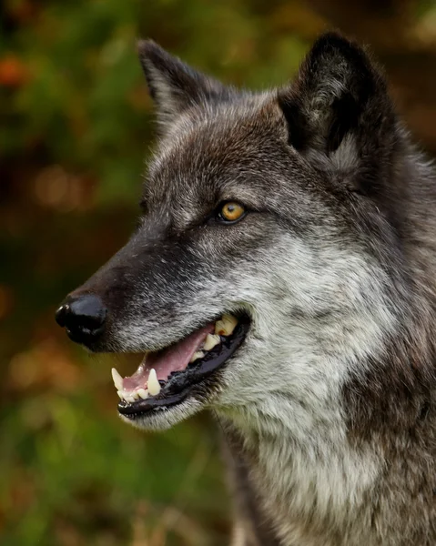 Ritratto di un lupo nero e grigio — Foto Stock