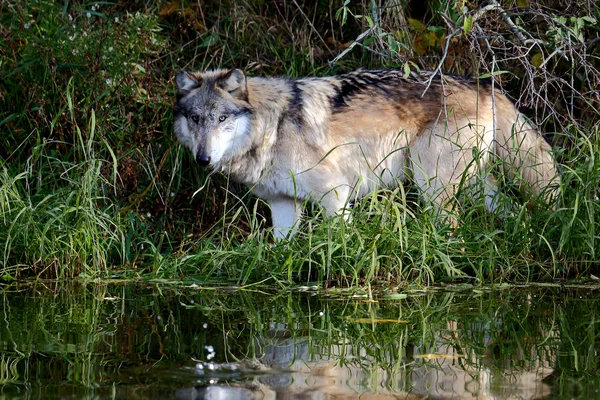 Lobo suspeito e é reflexo numa lagoa. — Fotografia de Stock