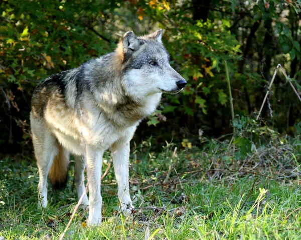 Lobo de pé em uma abertura na floresta — Fotografia de Stock