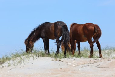 Shackleford, otlatma bankaların iki vahşi İspanyol Mustanglar için