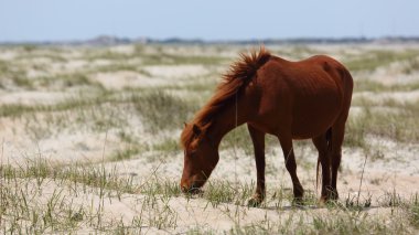 Vahşi İspanyol Mustang Shackleford bankalar Kuzey Carolina