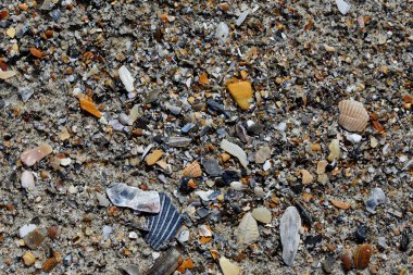 Deniz kabuğu Plajı kum üzerinde karışımı