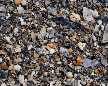 Deniz kabuğu Plajı kum üzerinde karışımı