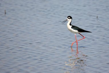 Kara boyunlu Uzunbacak ayakta sığ suda