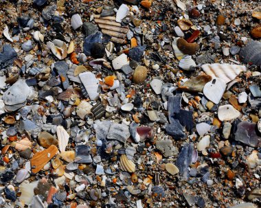 Deniz kabuğu Plajı kum üzerinde karışımı