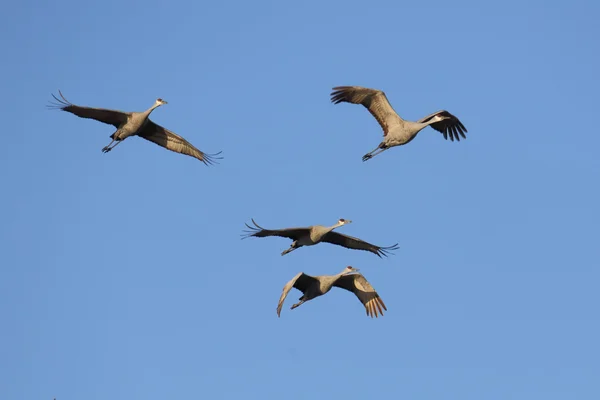 Grúas de arenisca volando sobre un cielo azul — Foto de Stock