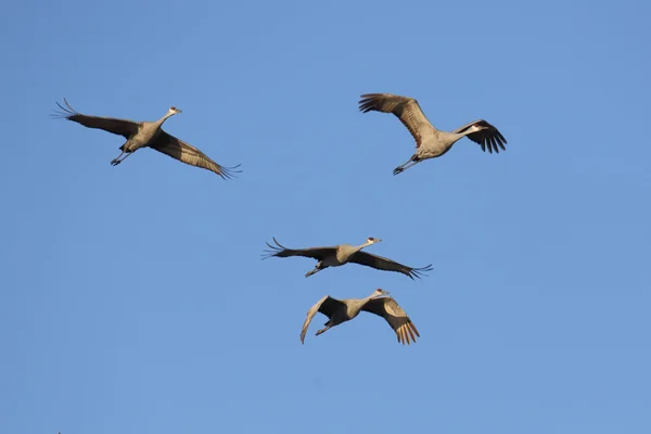 Psammophila kranen vliegen overhead tegen een blauwe hemel — Stockfoto