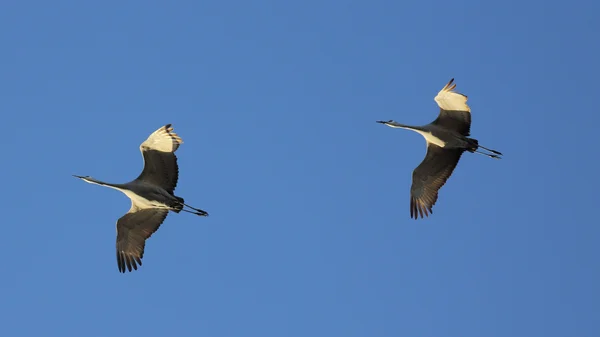 Guindastes de areia voando em cima contra um céu azul — Fotografia de Stock