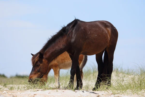 Mustang selvatici spagnoli di Shackleford Banks Carolina del Nord — Foto Stock