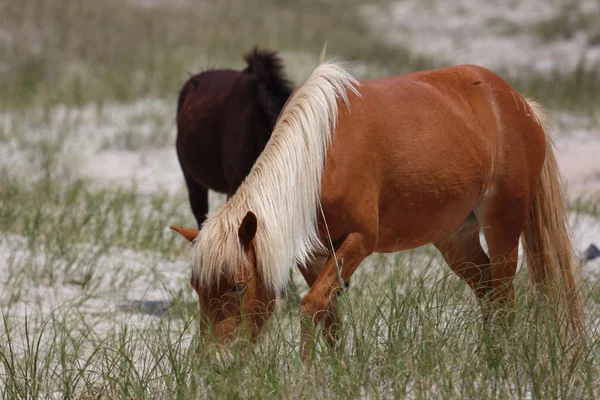 Wilde spanische mustangs von shackleford banks north carolina — Stockfoto