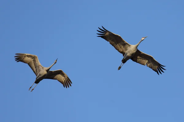 Grúas areniscas volando contra un cielo azul — Foto de Stock