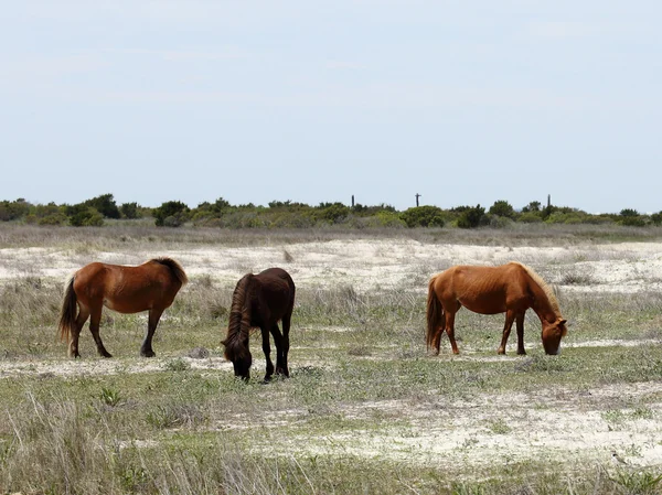 Wilde spanische Mustangs von shackleford banks grasen — Stockfoto