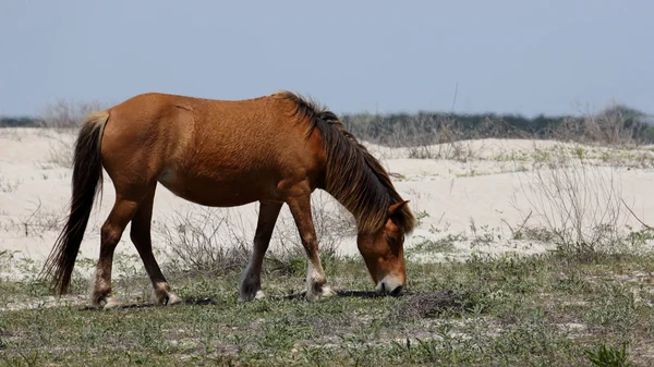 Mustangs espanhóis selvagens de Shackleford Banks Carolina do Norte — Fotografia de Stock