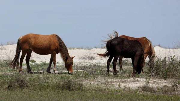 Mustang selvatici spagnoli di Shackleford Banks Carolina del Nord — Foto Stock