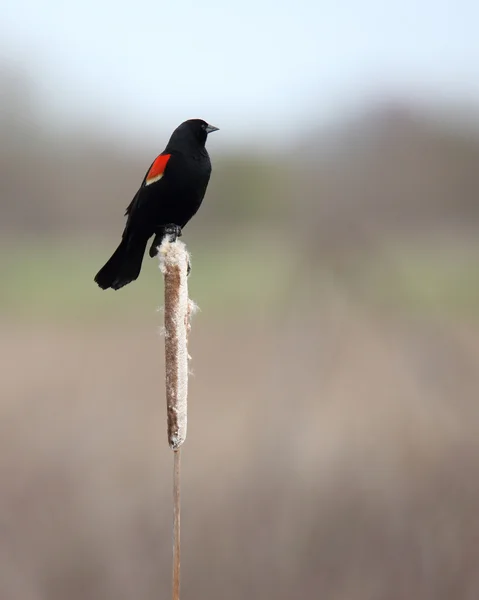 Pájaro negro de alas rojas macho en una caña — Foto de Stock