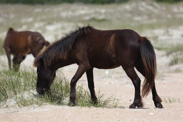 Wilde spanische mustangs von shackleford banks north carolina — Stockfoto