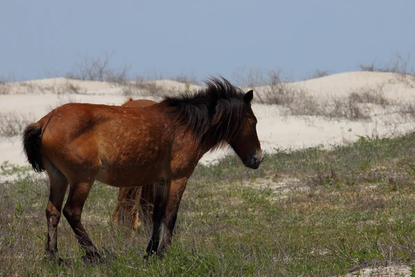 Mustang selvatici spagnoli di Shackleford Banks Carolina del Nord — Foto Stock