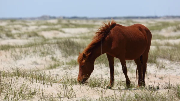 Дикі іспанського мустангів Shackleford банків Північної Кароліни — стокове фото