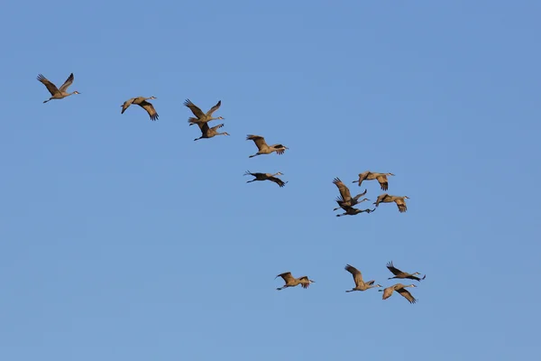 Sandhill tranor flög över mot en blå himmel — Stockfoto