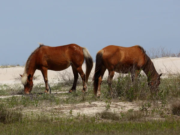 Wilde spanische mustangs von shackleford banks north carolina — Stockfoto