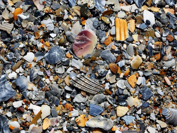 Blandning av snäckskal på stranden sand — Stockfoto