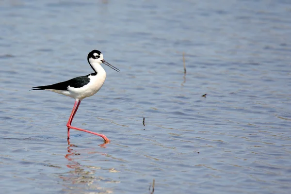 Black-necked stilt walking in shallow water — Stock Photo, Image