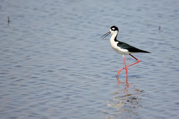 Black-necked stilt standing in shallow water — Stock Photo, Image