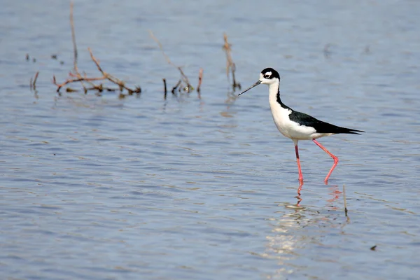 Black-necked stilt walking in shallow water — Stock Photo, Image