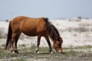 Vahşi mustang kum tepeleri önünde çimenli alan bakan