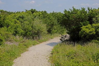 Sandy yol Plajı'na çalılar ve çim