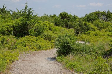 Sandy yol Plajı'na çalılar ve çim