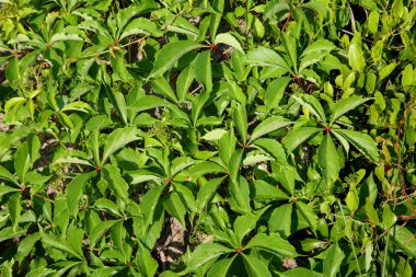 Küçük tepe tamamen gür yeşil sarmaşık ile kaplı