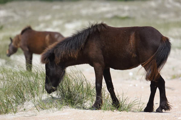 Wilder Mustang, der auf einer Rasenfläche vor Sanddünen starrt — Stockfoto