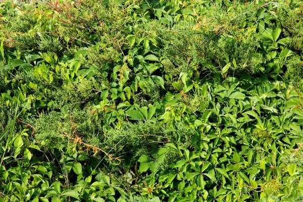 Pequeña colina cubierta completamente con exuberante hiedra verde —  Fotos de Stock