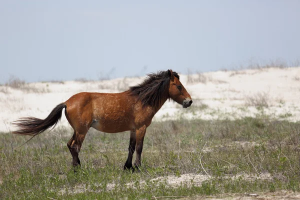 Mustang selvagem em pé em uma área gramada na frente de dunas arenosas — Fotografia de Stock